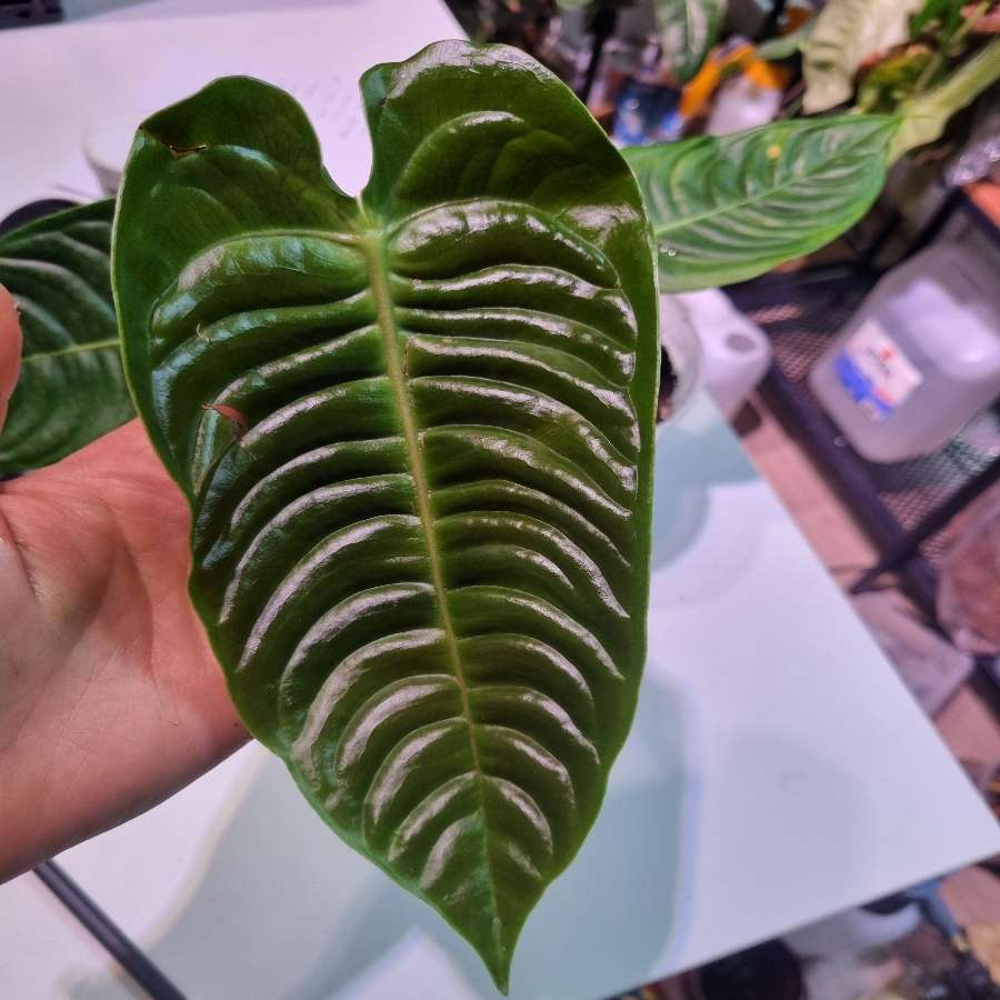 Anthurium veichii