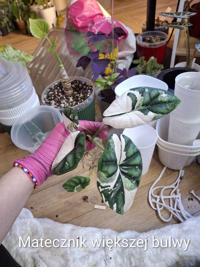 Alokazja Dragon Scale Albo Variegata 3