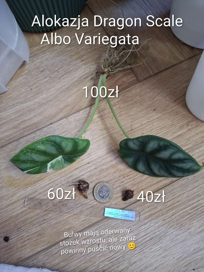 Alokazja Dragon Scale Albo Variegata 2