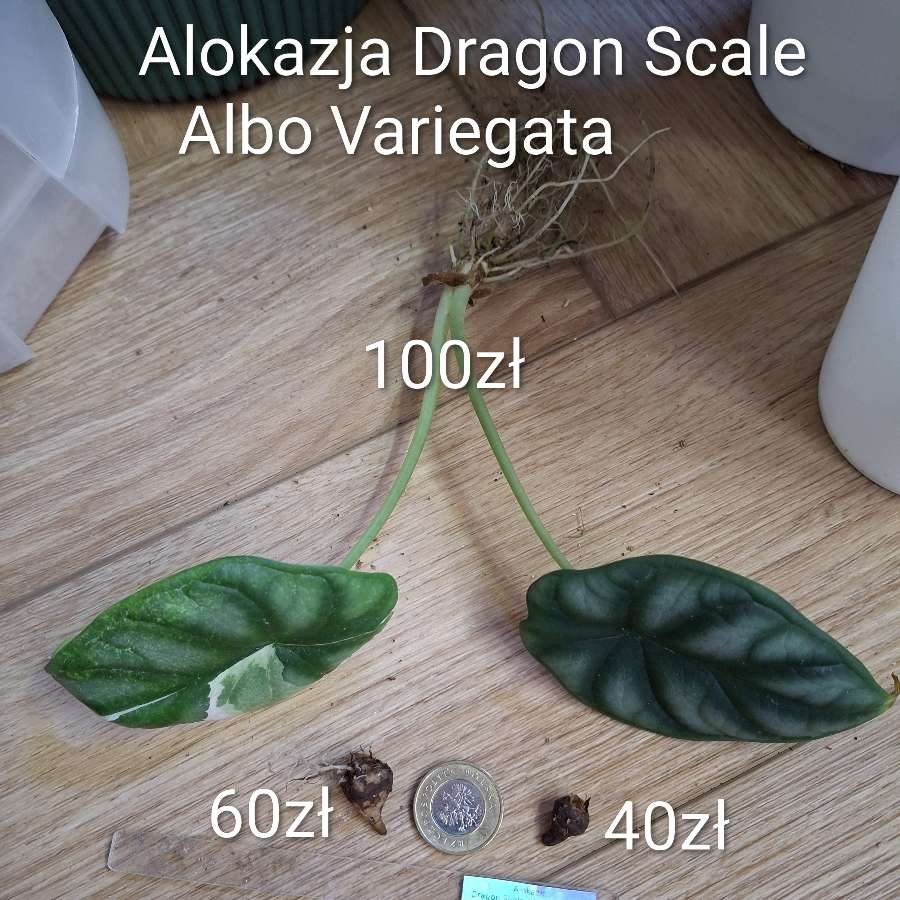 Alokazja Dragon Scale Albo Variegata