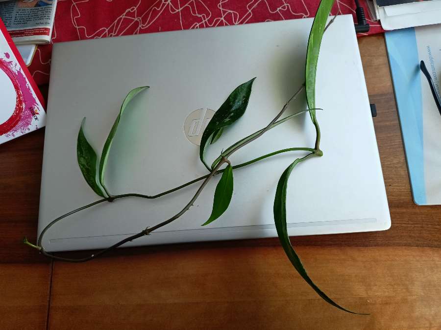 Hoya pubicalyx 3