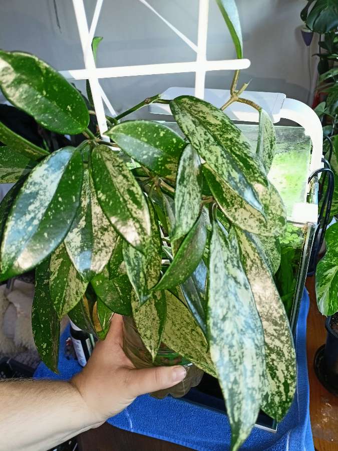 Hoya pubicalyx 5