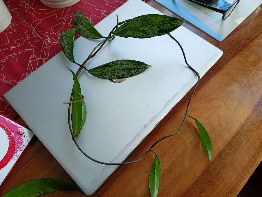 Hoya pubicalyx 2
