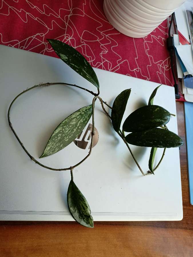 Hoya pubicalyx 4