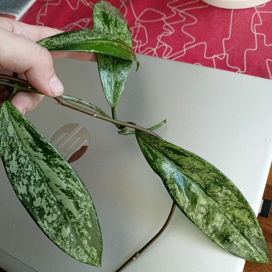Hoya pubicalyx