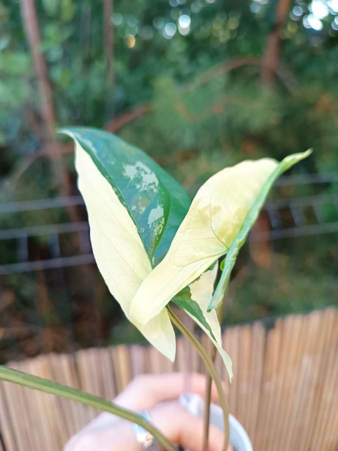 Syngonium Emerald Gem Variegata 2