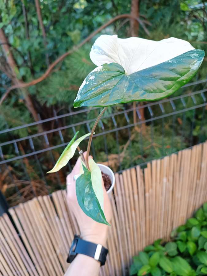 Syngonium Emerald Gem Variegata 3