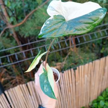 Syngonium Emerald Gem Variegata