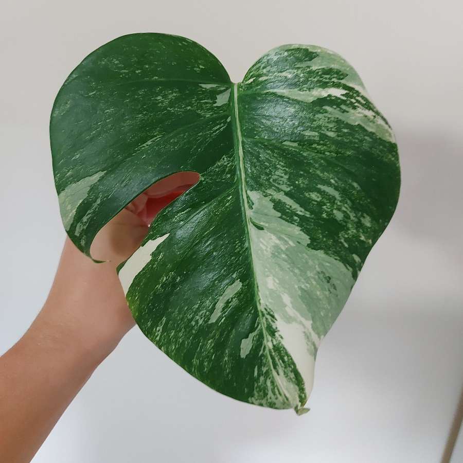 Monstera variegata