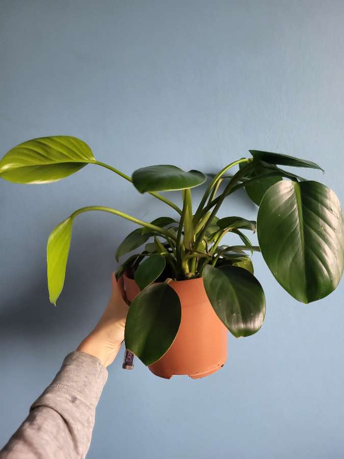 Philodendron green princess 2