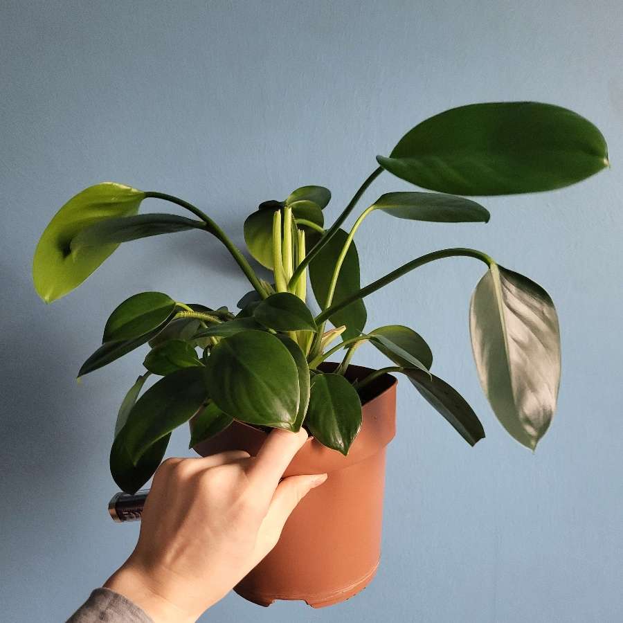 Philodendron green princess