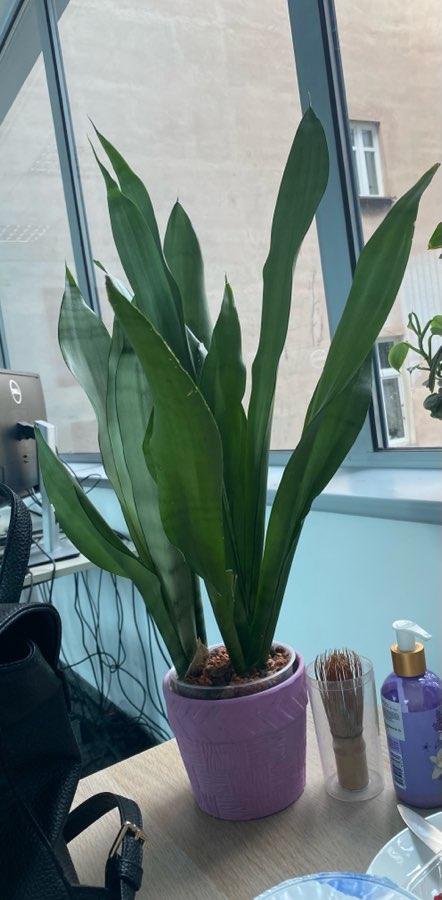 Sanseveria moonshine piękne srebrne liście 3