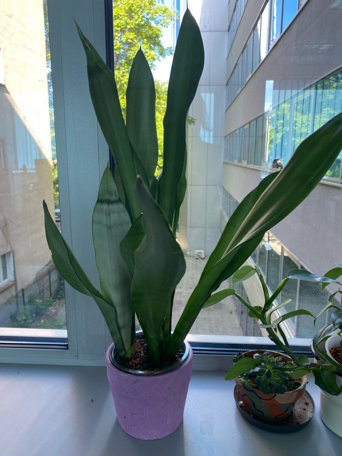 Sanseveria moonshine piękne srebrne liście 2