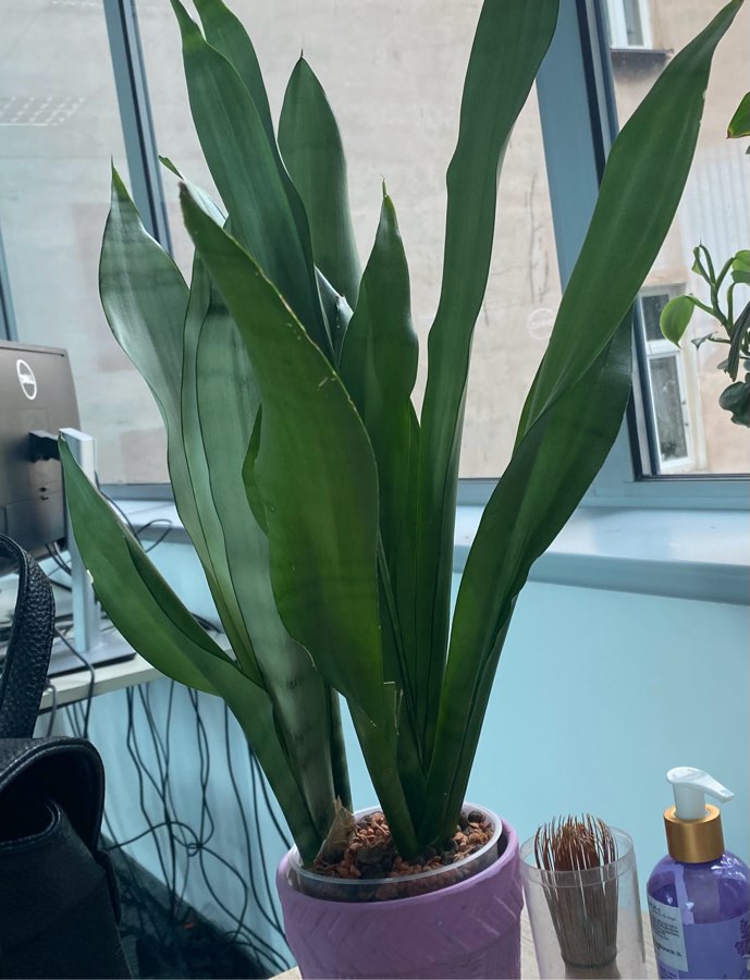 Sanseveria moonshine piękne srebrne liście