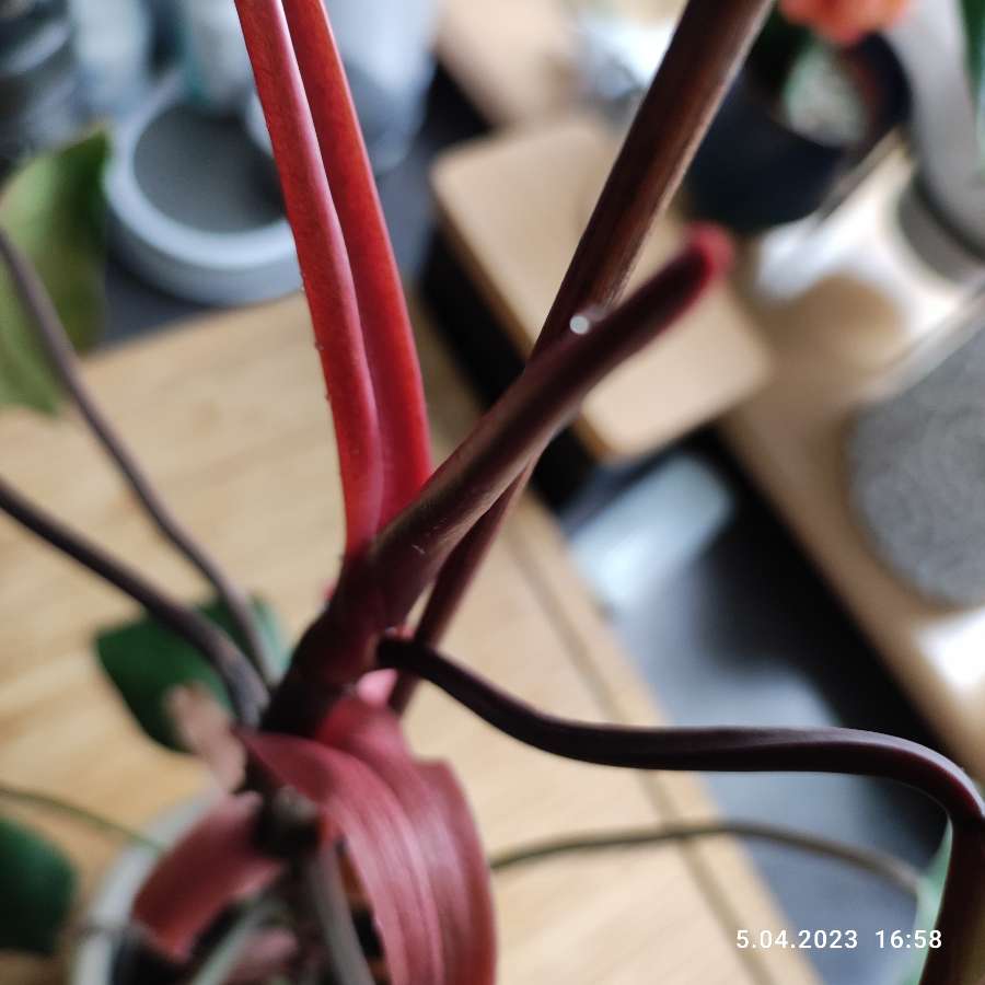 Filodendron czerwieniejący 3