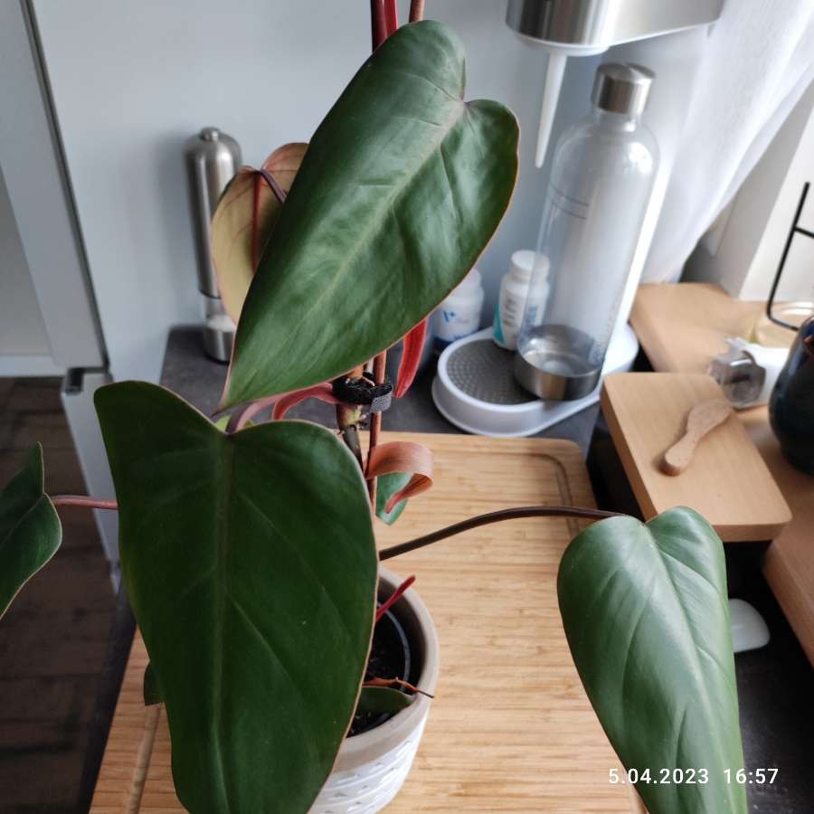Filodendron czerwieniejący 2