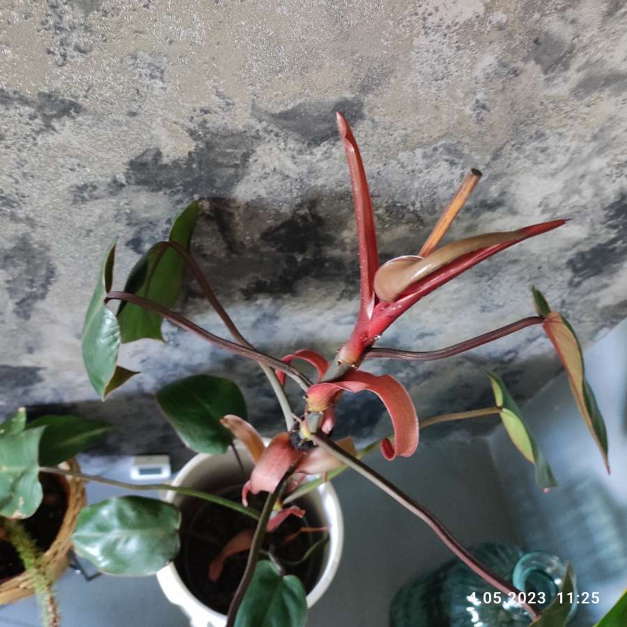 Filodendron czerwieniejący 4