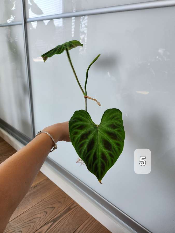 Philodendron Verrucosum Tambillo 2