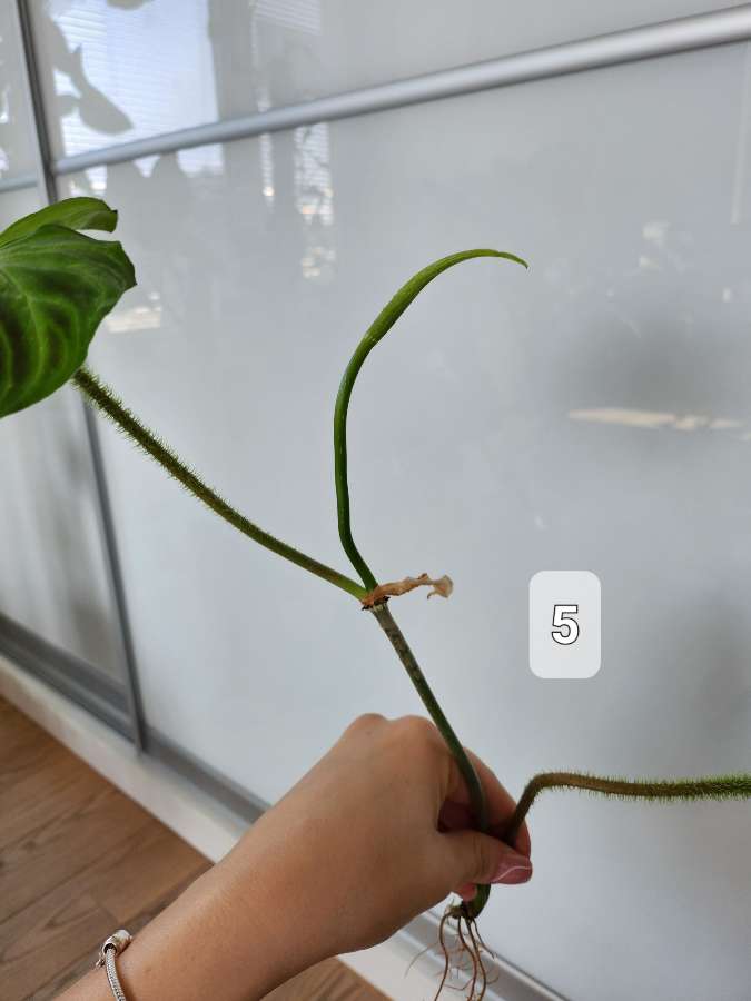 Philodendron Verrucosum Tambillo 3
