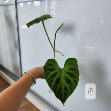 Philodendron Verrucosum Tambillo