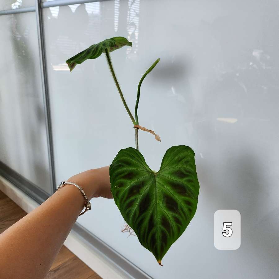 Philodendron Verrucosum Tambillo