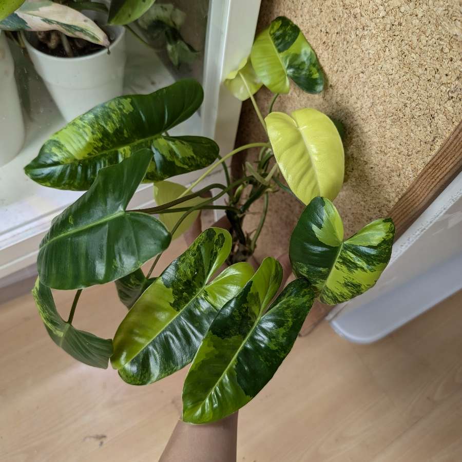 Philodendron Burle Marx Variegata