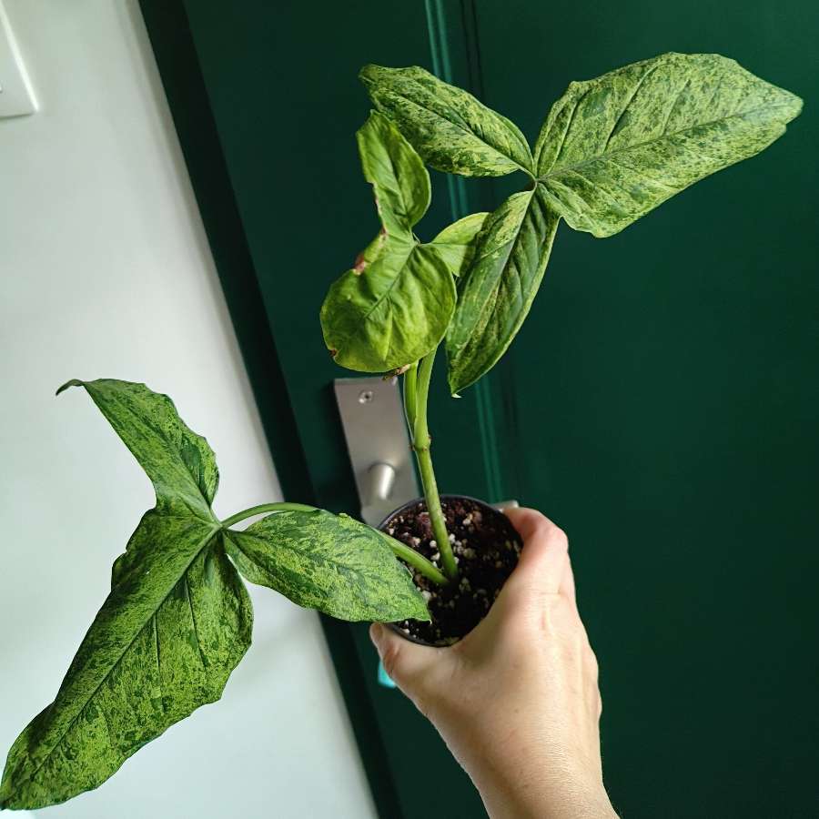 Syngonium Mojito