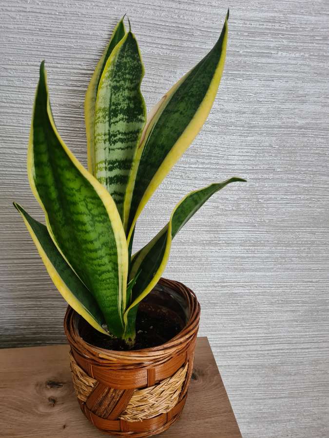 Sansevieria 3