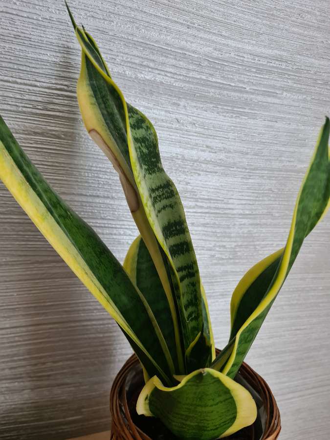 Sansevieria 2