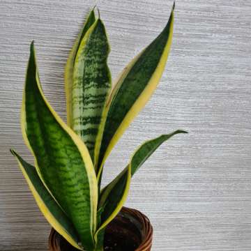 Sansevieria