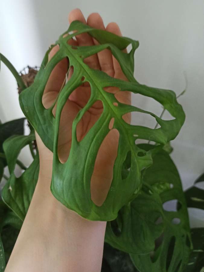 Monstera Esqueleto (Epipremnoides) 3