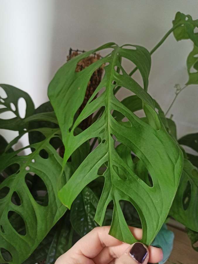 Monstera Esqueleto (Epipremnoides) 2