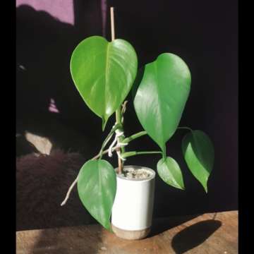 Monstera variegata regres