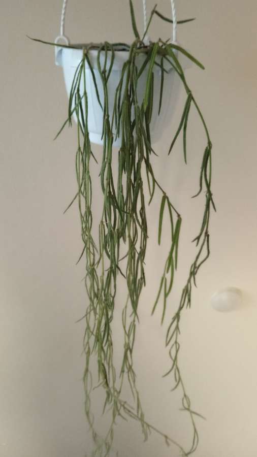 Hoya linearis długie pędy 3