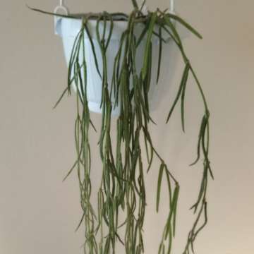 Hoya linearis długie pędy