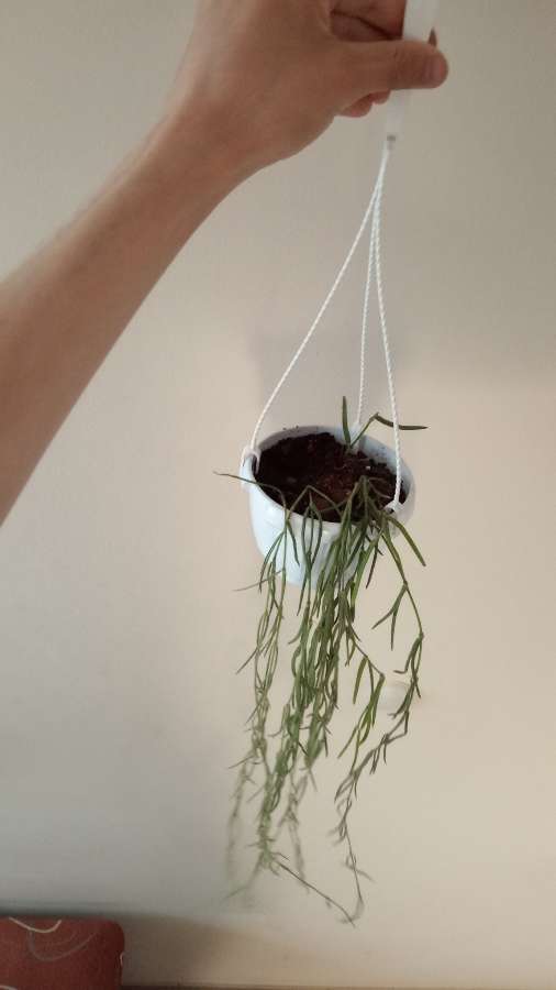 Hoya linearis długie pędy 2
