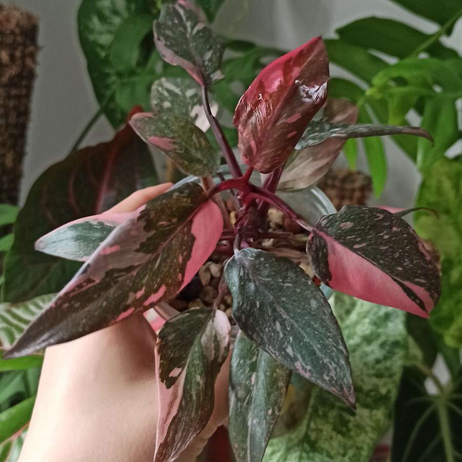 Philodendron Pink Princess