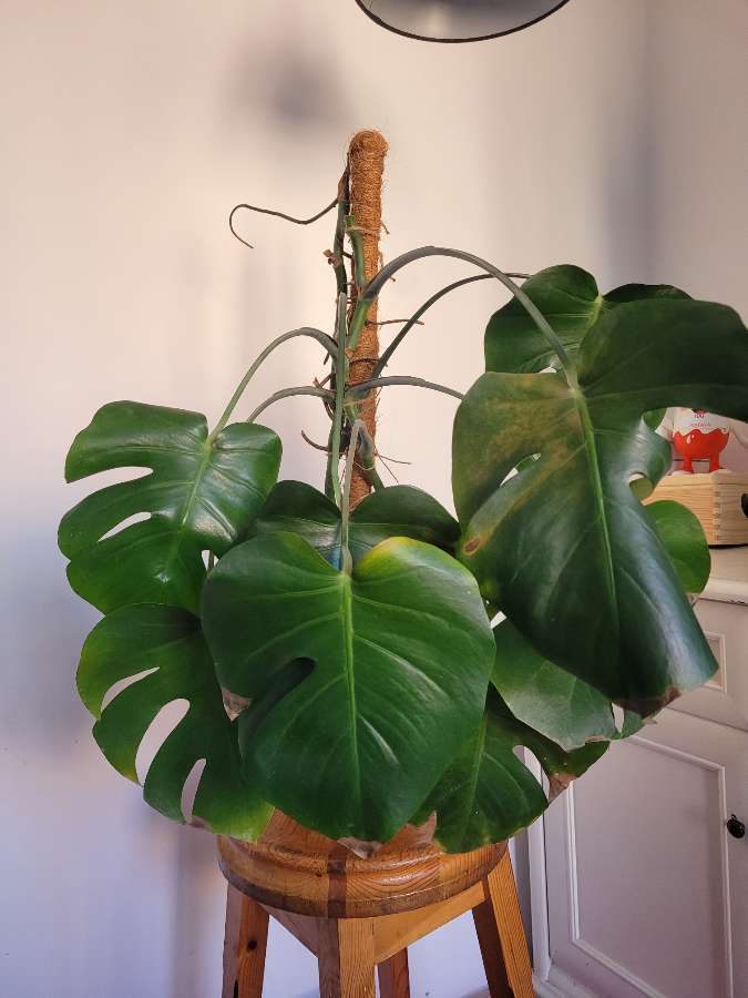 Monstera 3