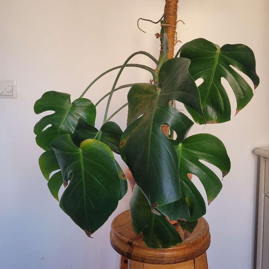 Monstera