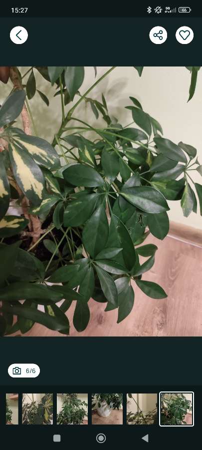 Duża zadbana Szeflera (Ok. 1.3m) 4