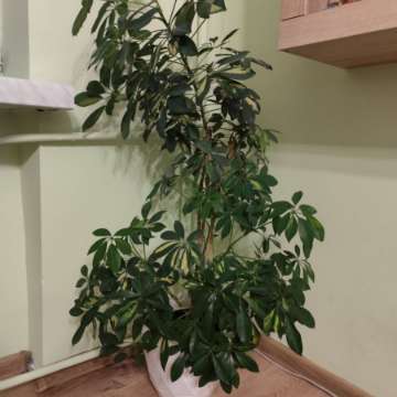 Duża zadbana Szeflera (Ok. 1.3m)