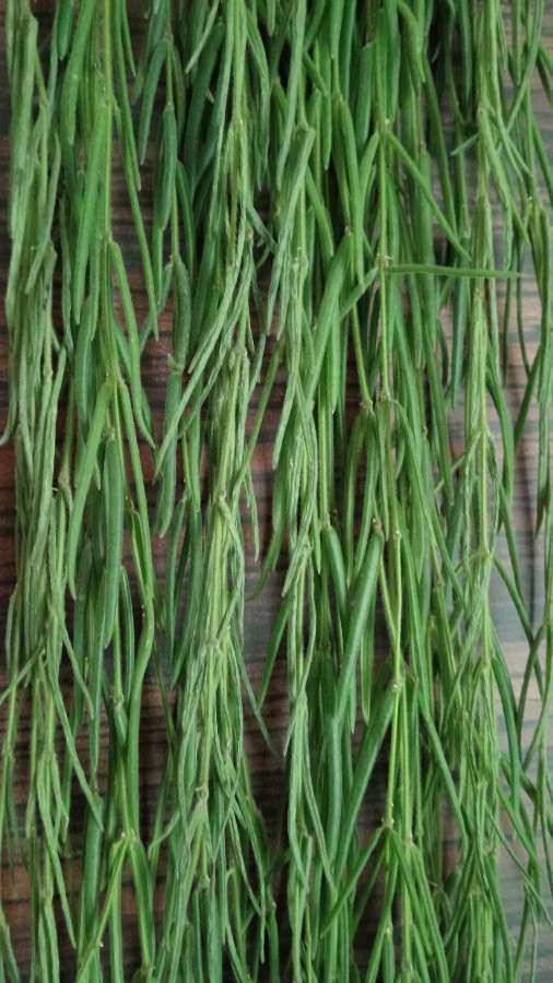 Hoya linearis 140 cm 2