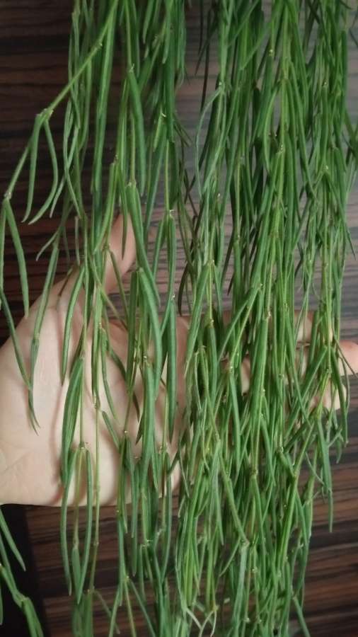 Hoya linearis 140 cm 3