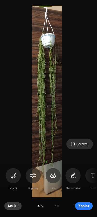 Hoya linearis 140 cm 4