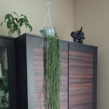 Hoya linearis 140 cm