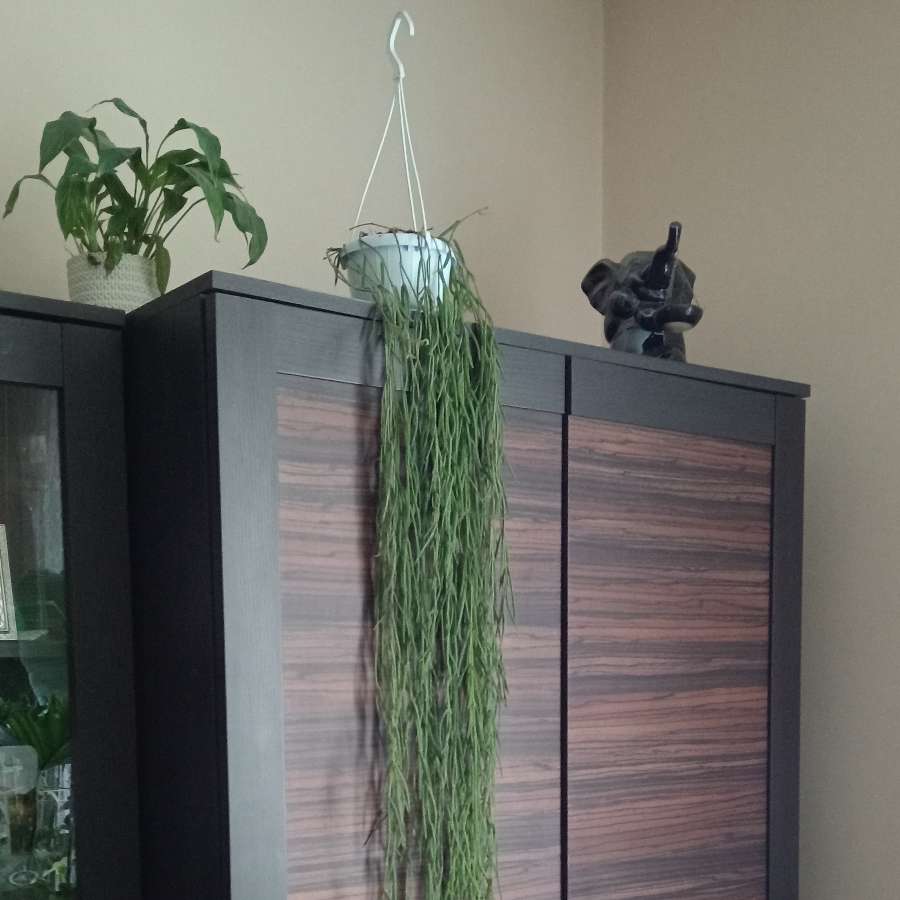 Hoya linearis 140 cm