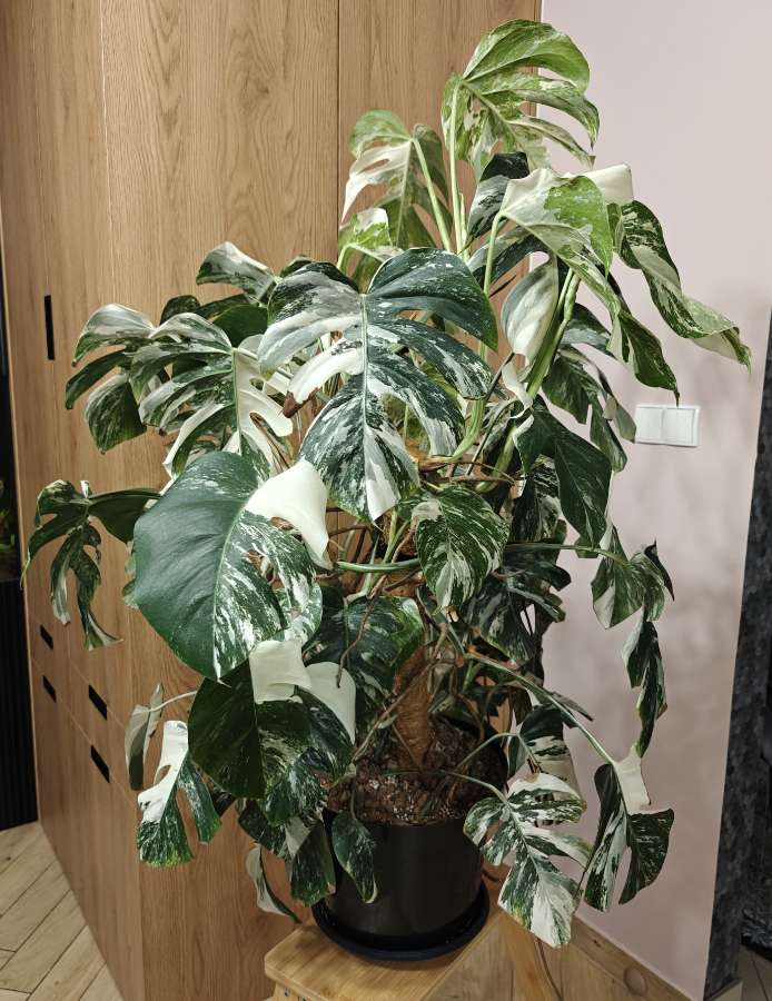 Monstera Deliciosa Variegata XXL 3