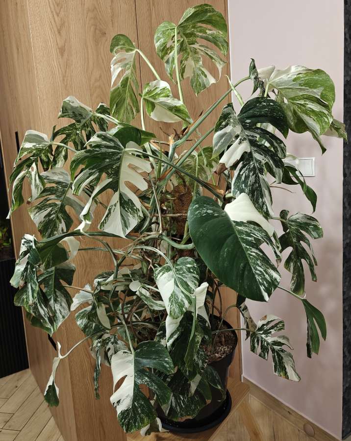 Monstera Deliciosa Variegata XXL 5