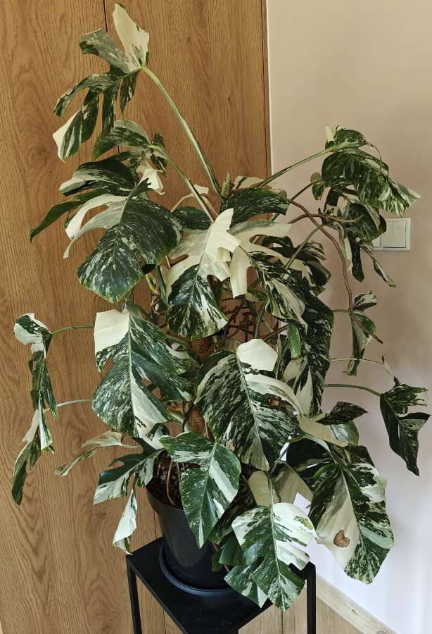 Monstera Deliciosa Variegata XXL 5