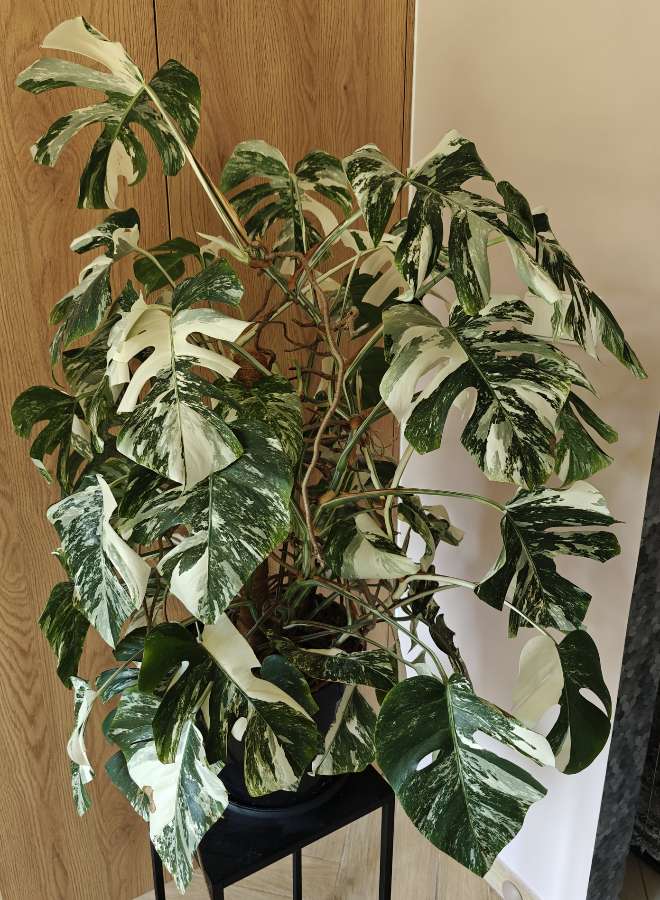 Monstera Deliciosa Variegata XXL 4
